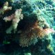 02- Coraux aux couleurs chatoyantes 